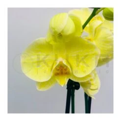 Orquidea Phalaenopsis Royal Yellow