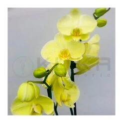 Orquidea Phalaenopsis Royal Yellow -Jardín Y Exteriores orquidea phalaenopsis royal orange 3