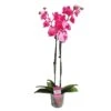 Orquidea Phalaenopsis Royal Pink