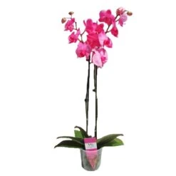 Orquidea Phalaenopsis Royal Pink