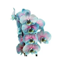 Orquídea Phalaenopsis Wond Of Nature -Jardín Y Exteriores orquidea phalaenopsis wond of nature 2
