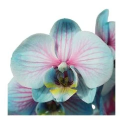 Orquídea Phalaenopsis Wond Of Nature -Jardín Y Exteriores orquidea phalaenopsis wond of nature 3
