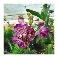 Orquidea Vanda Sin Flor -Jardín Y Exteriores orquidea vanda sin flor 2