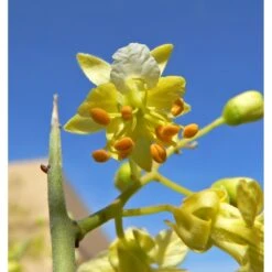 Parkinsonia Mycrophylla EJEMPLAR -Jardín Y Exteriores parkinsonia mycrophylla ejemplar 2