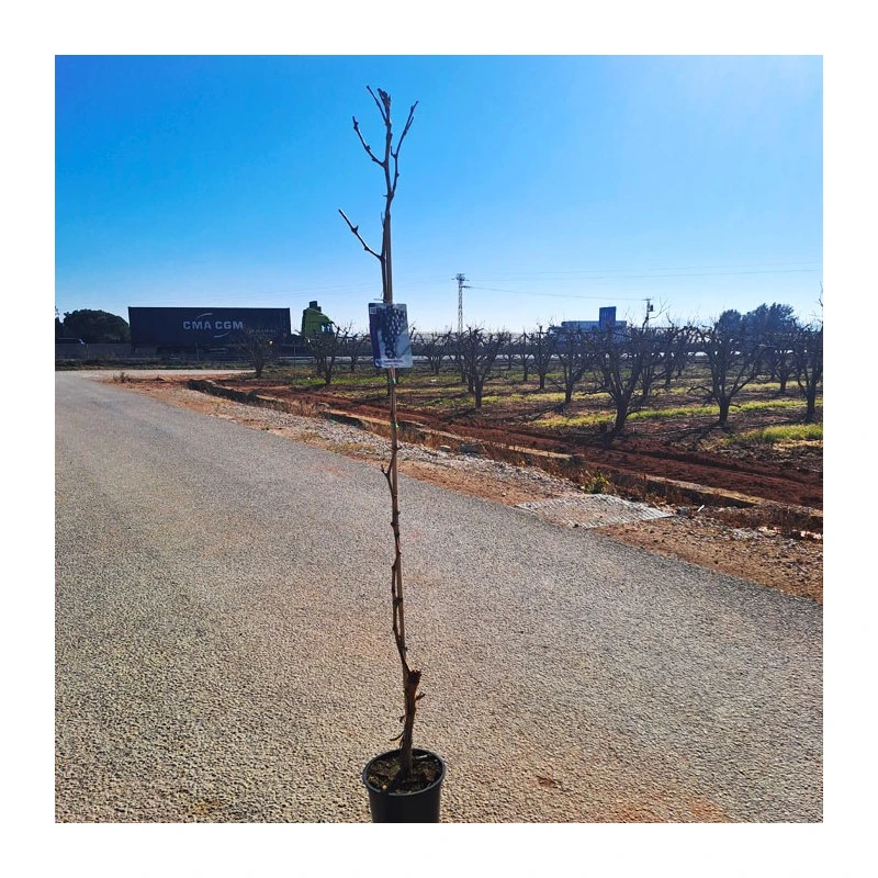 Parra Paglieri 2 Parra Paglieri - Imagen 2