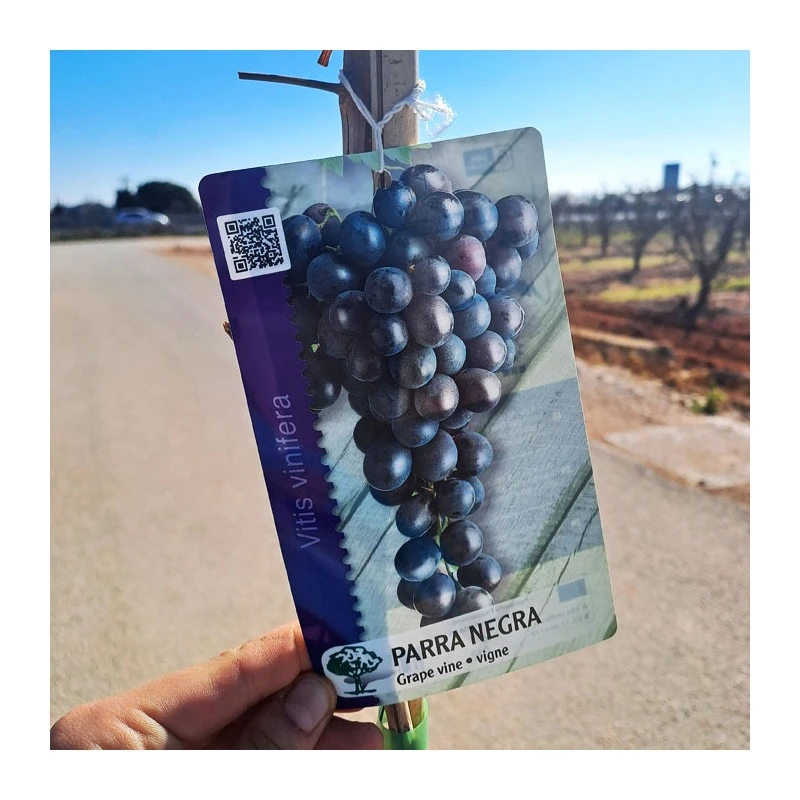 Parra Paglieri 1 Parra Paglieri