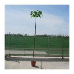 Paulownia Imperialis Tomentosa -Jardín Y Exteriores paulownia imperialis tomentosa 1