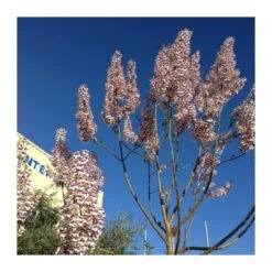 Paulownia Imperialis Tomentosa -Jardín Y Exteriores paulownia imperialis tomentosa 2