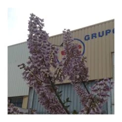 Paulownia Imperialis Tomentosa -Jardín Y Exteriores paulownia imperialis tomentosa 3