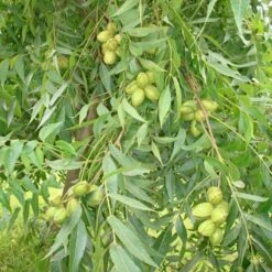 Pecano Mahan -Jardín Y Exteriores pecano mahan 1