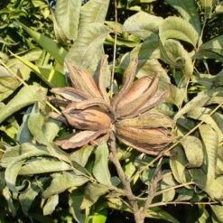 Pecano Mahan -Jardín Y Exteriores pecano mahan 2