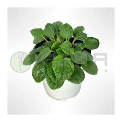 Peperomia Albiflora Rana Verde -Jardín Y Exteriores peperomia albiflora rana verde 1