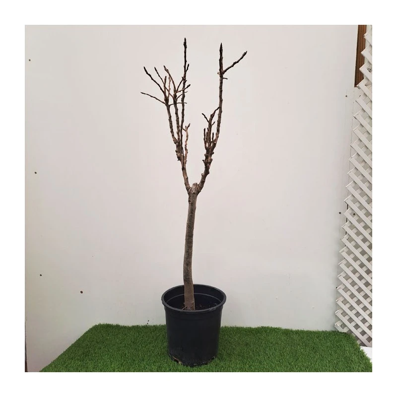 Peral Enano 2 Peral Enano - Imagen 2