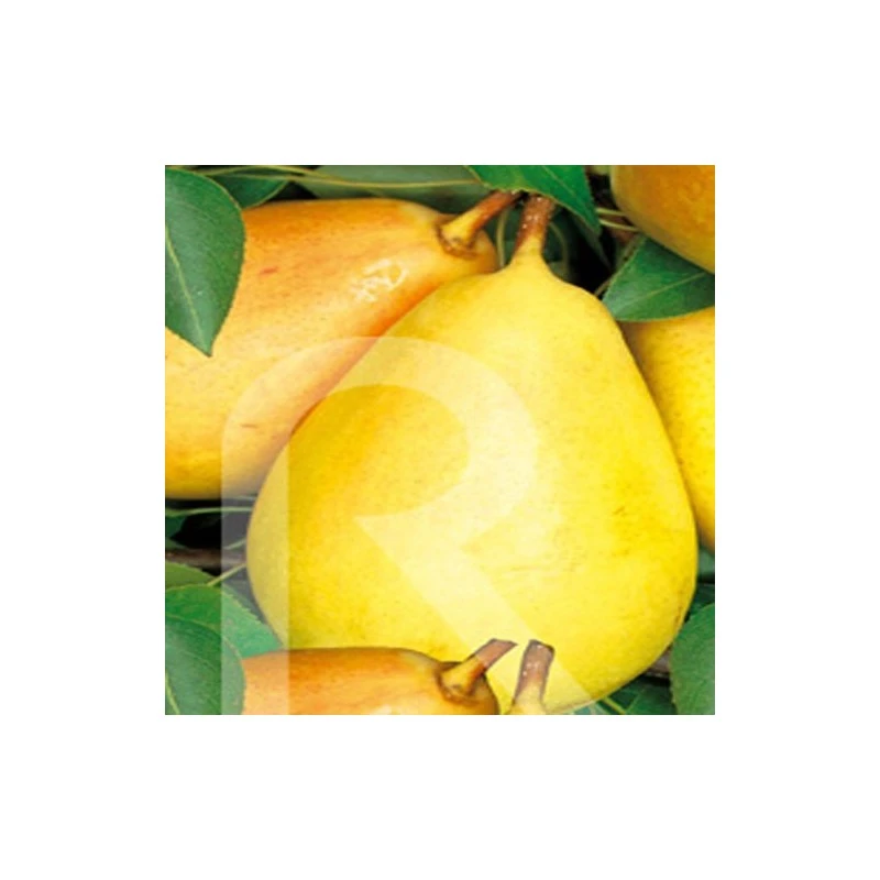 Peral Enano 1 Peral Enano