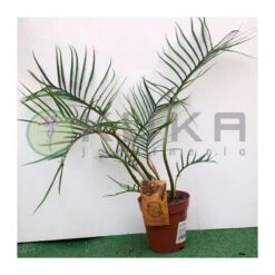 Philodendro Tortum Good Luck