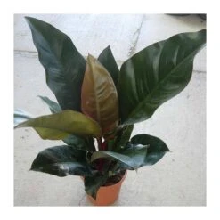 Philodendron Red Imperial
