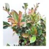 Photinia Nana Little Robbins