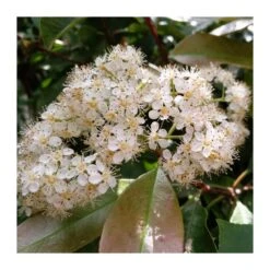 Photinia Red Robin 5 Photinia Red Robin -Jardín Y Exteriores photinia red robin 1