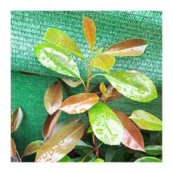 Photinia Red Robin 7 Photinia Red Robin -Jardín Y Exteriores photinia red robin 3