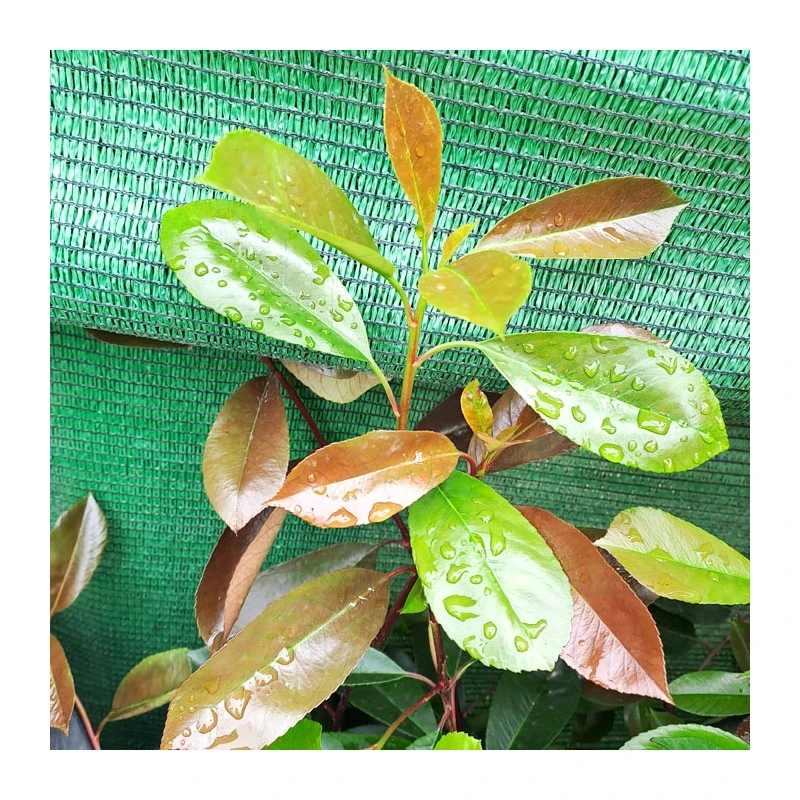 Photinia Red Robin 4 Photinia Red Robin - Imagen 4