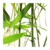 Phyllostachys Bisettii