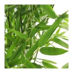 Phyllostachys Bisettii -Jardín Y Exteriores phyllostachys bisettii 2