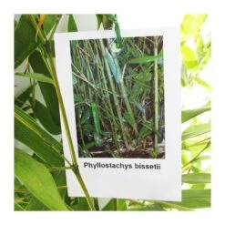 Phyllostachys Bisettii -Jardín Y Exteriores phyllostachys bisettii 3