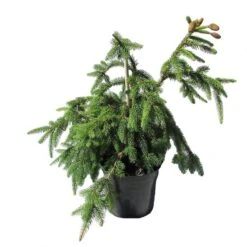 Abeto Rojo Enano. Picea Abies Acrocona