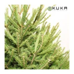 Picea Abies Excelsa -Jardín Y Exteriores picea abies excelsa 1