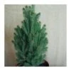 Picea Glauca Cinderella
