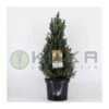 Picea Glauca Sander´s Blue