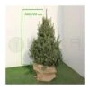 Picea Likiangensis Balfouriana