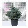 Picea Pungens Montgomery