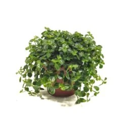 Pilea Depressa Sao Paulo