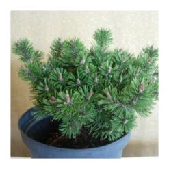 Pino Mugo Humpy -Jardín Y Exteriores pino mugo humpy 3