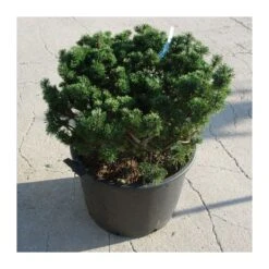 Pino Mugo Humpy -Jardín Y Exteriores pino mugo humpy 4