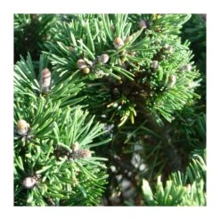 Pino Mugo Humpy -Jardín Y Exteriores pino mugo humpy 5