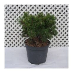 Pino Mugo Humpy -Jardín Y Exteriores pino mugo humpy 6