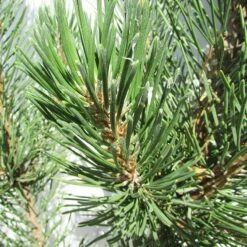 Pino Mugo Rigi -Jardín Y Exteriores pino mugo rigi 2