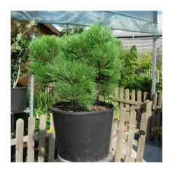 Pino Nigra -Jardín Y Exteriores pino nigra 1 2