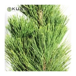 Pino Nigra Pyramidalis -Jardín Y Exteriores pino nigra pyramidalis 2