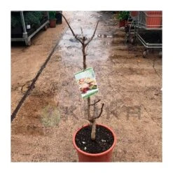 Pistacho Macho Peeters