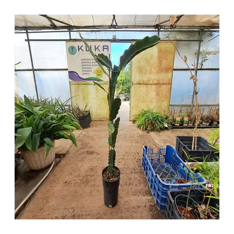 Pitahaya JC01 3 Pitahaya JC01 - Imagen 3