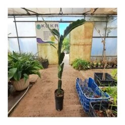 Pitahaya Tesoro -Jardín Y Exteriores pitahaya tesoro 2