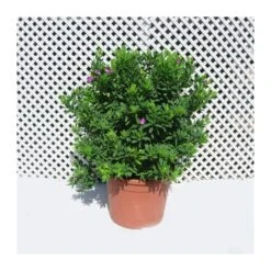 Polygala Myrtifolia 7 Polygala Myrtifolia -Jardín Y Exteriores polygala myrtifolia 1