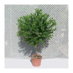 Polygala Myrtifolia 8 Polygala Myrtifolia -Jardín Y Exteriores polygala myrtifolia 2