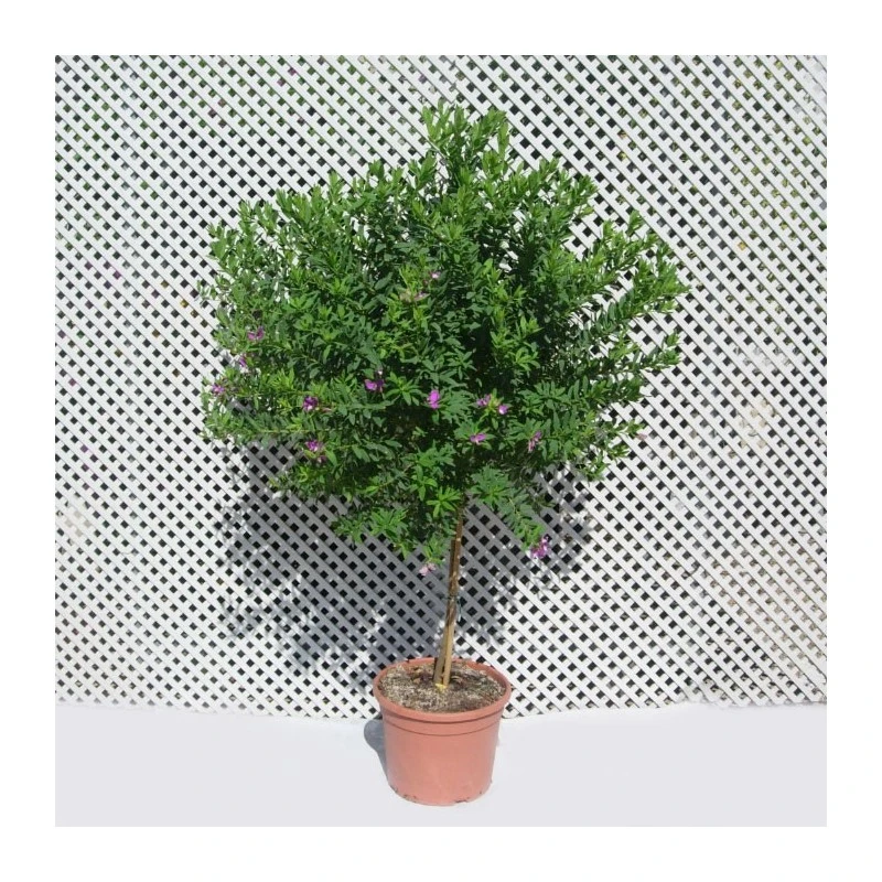 Polygala Myrtifolia 3 Polygala Myrtifolia - Imagen 3