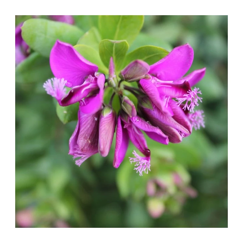 Polygala Myrtifolia 4 Polygala Myrtifolia - Imagen 4