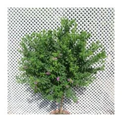 Polygala Myrtifolia 10 Polygala Myrtifolia -Jardín Y Exteriores polygala myrtifolia 4