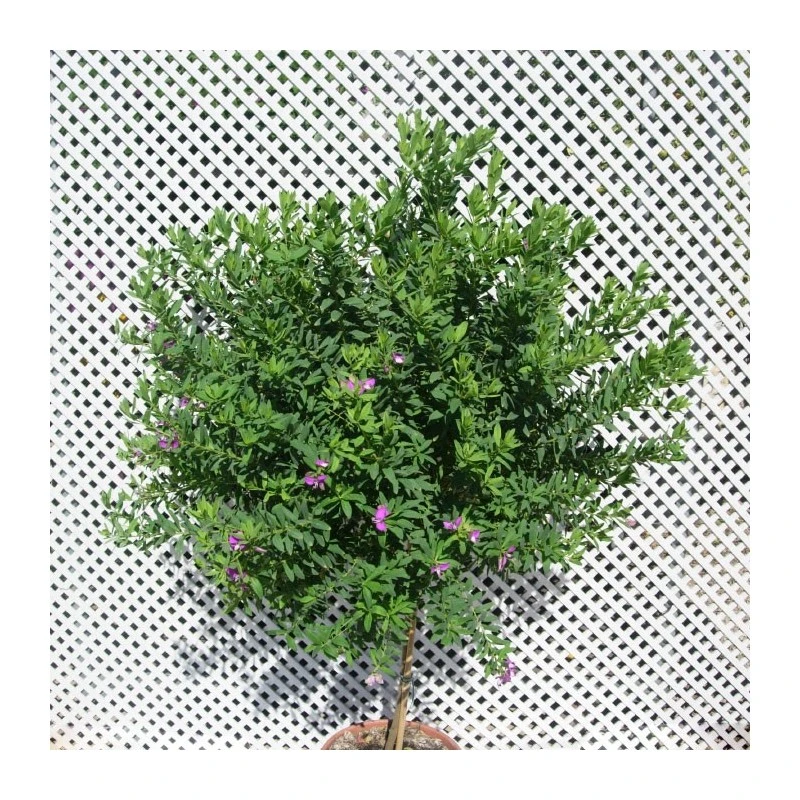 Polygala Myrtifolia 5 Polygala Myrtifolia - Imagen 5